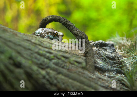 Eine attraktive grüne Anurenarten robuste ruht auf einem Stamm, Ozeanarium Lissabon, Portugal Stockfoto