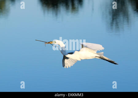 Silberreiher (Ardea Alba) fliegen mit Baumaterial Stockfoto