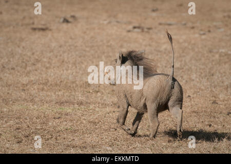 Warzenschwein läuft mit Tail Up-von hinten Stockfoto