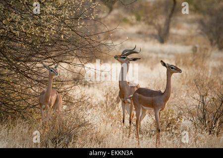 Männliche und weibliche Gerenuk von Büschen Stockfoto