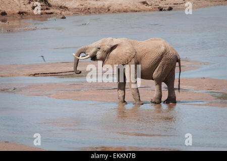 Afrikanischer Elefant in Uaso Nyiro Fluss trinken Stockfoto