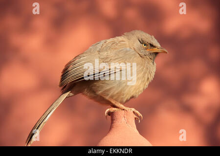 Dschungel Schwätzer (Turdoides Striata) sitzen im Ranthambore Fort, Rajasthan, Indien Stockfoto