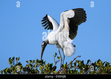 Holz-Storch (Mycteria Americana) Flügel ausbreitet Stockfoto