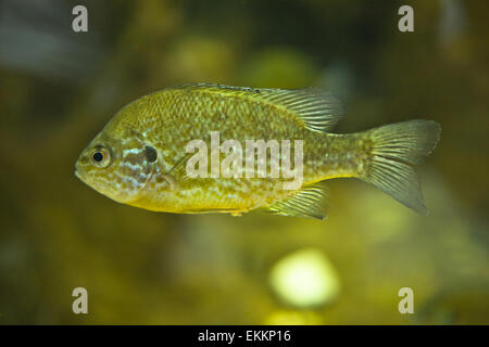 Ein Pumpkinseed Mondfisch oder Lepomis Gibbosus schwimmen in Süßwasser. Close-up Stockfoto