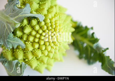 Grüne römischen Blumenkohl Detail auf weißem Hintergrund selektiven Fokus Stockfoto