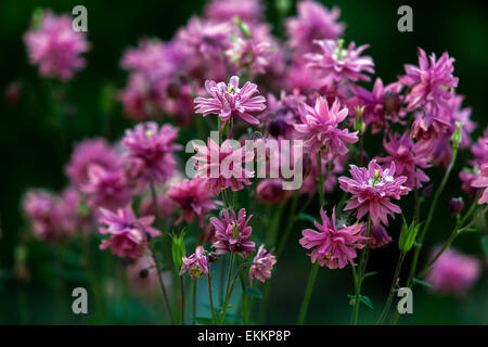 Aquilegia vulgaris 'Pink Barlow' Blume - rosa Columbine Büschel Stockfoto