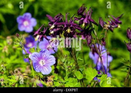 Aquilegia Vulgaris, Geranie Blume Stockfoto