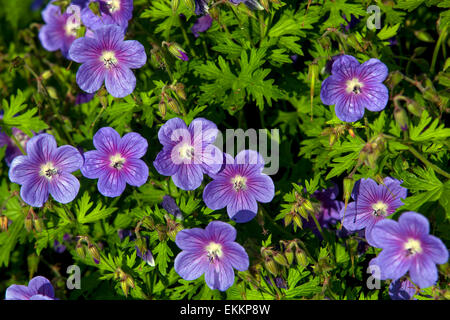 Geranien Blumen Stockfoto