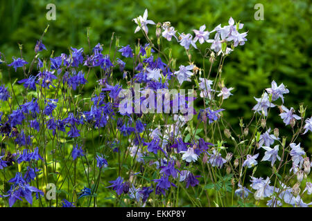 Blau Aquilegia vulgaris Columbine Blume Stockfoto