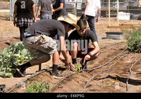 Schüler und Erwachsene Freiwillige arbeiten Erzeugung von Nahrungsmitteln für bedürftige Familien auf ein Chávez Day Service, Tucson, Arizona, USA. Stockfoto