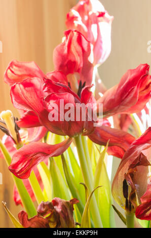 Rosenstrauss rot verwelkte Tulpen Stockfoto