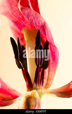 Nahaufnahme, rote welke Tulpe Stockfoto