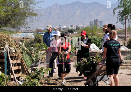 Schüler und Erwachsene Freiwillige arbeiten Erzeugung von Nahrungsmitteln für bedürftige Familien auf ein Chávez Day Service, Tucson, Arizona, USA. Stockfoto