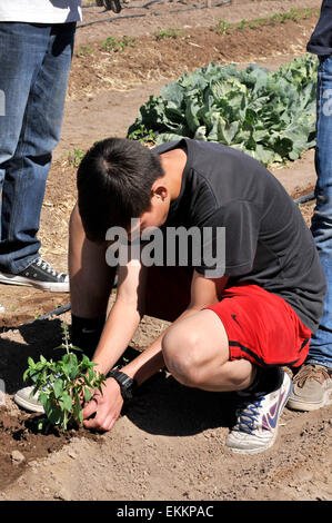 Schüler und Erwachsene Freiwillige arbeiten Erzeugung von Nahrungsmitteln für bedürftige Familien auf ein Chávez Day Service, Tucson, Arizona, USA. Stockfoto