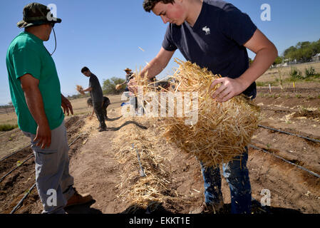 Schüler und Erwachsene Freiwillige arbeiten Erzeugung von Nahrungsmitteln für bedürftige Familien auf ein Chávez Day Service, Tucson, Arizona, USA. Stockfoto