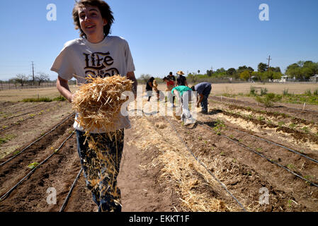 Schüler und Erwachsene Freiwillige arbeiten Erzeugung von Nahrungsmitteln für bedürftige Familien auf ein Chávez Day Service, Tucson, Arizona, USA. Stockfoto