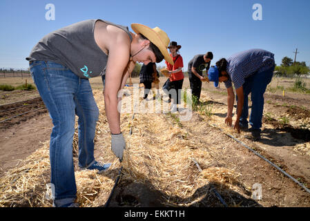 Schüler und Erwachsene Freiwillige arbeiten Erzeugung von Nahrungsmitteln für bedürftige Familien auf ein Chávez Day Service, Tucson, Arizona, USA. Stockfoto