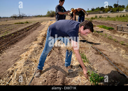 Schüler und Erwachsene Freiwillige arbeiten Erzeugung von Nahrungsmitteln für bedürftige Familien auf ein Chávez Day Service, Tucson, Arizona, USA. Stockfoto