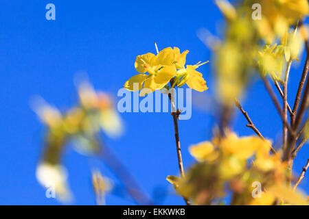 Hellen Chinese New Year Blumenmarkt fair. Stockfoto