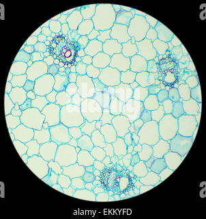 Stiel eines Getreide-Querschnitts unter dem Mikroskop (Mais Stem c.s.), 100 x Stockfoto