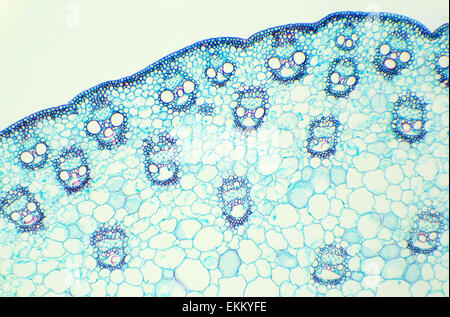 Stiel eines Getreide-Querschnitts unter dem Mikroskop (Mais Stem c.s.), 100 x Stockfoto