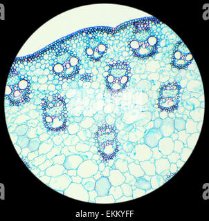 Stiel eines Getreide-Querschnitts unter dem Mikroskop (Mais Stem c.s.), 100 x Stockfoto