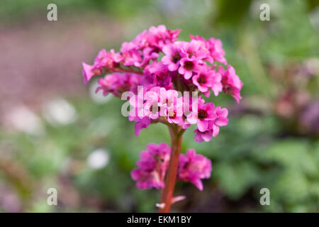 Bergenie blüht im Frühling. Stockfoto