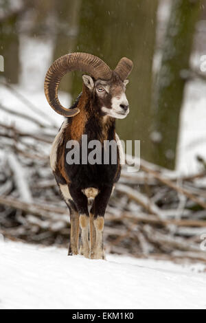 Europäischen Mufflons im Winter, ram / Ovis Orientalis Musimon Stockfoto