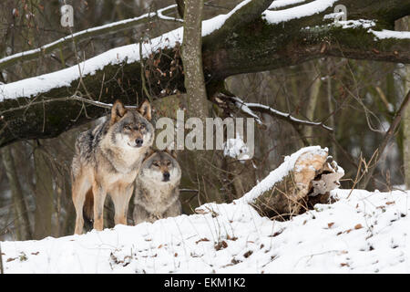 Wolf (Canis Lupus) im winter Stockfoto