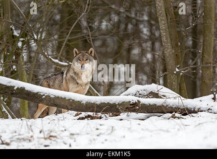 Wolf (Canis Lupus) im winter Stockfoto