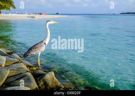 Grau-Chiron am Strand. Malediven Indischer Ozean. Stockfoto