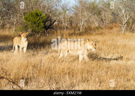 Löwinnen unterwegs (Panthera Leo), Südafrika Stockfoto