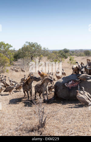 Gefleckte Hyäne und Weißrückenspecht Geier - Plünderer Fütterung auf Kadaver pochierte Rhino, Südafrika Stockfoto