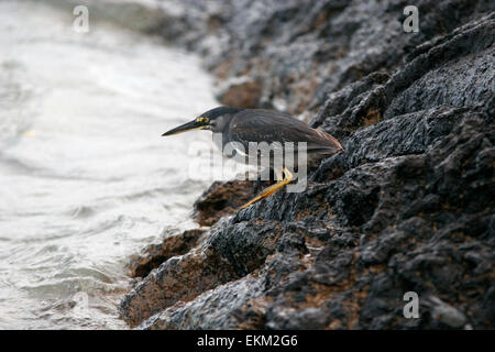 Lava Heron (Butorides Sundevalli) oder Galapagos Heron, eine Spezies des Reihers endemisch auf den Galapagos-Inseln, Ecuador Stockfoto