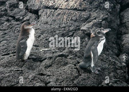 Galápagos-Pinguine (Spheniscus Mendiculus), Isabela Island, Galapagos-Inseln, Ecuador, South Americs Stockfoto