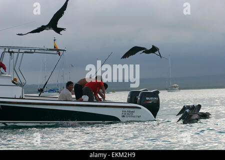 Galapagos-Fregattvögel und Pelikane herum Fischerboot, Galapagos-Inseln, Ecuador, Südamerika Stockfoto