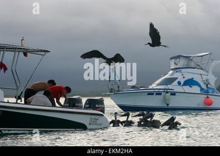 Galapagos-Fregattvögel und Pelikane herum Fischerboot, Galapagos-Inseln, Ecuador, Südamerika Stockfoto