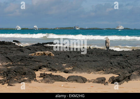 Great Blue Heron (Ardea Herodias Cognata), Santa Cruz Island, Galapagos-Inseln, Ecuador, Südamerika Stockfoto