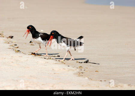 Amerikanischer Austernfischer (Haematopus Palliatus Galapagensis), Isabela Island, Galapagos-Inseln, Ecuador, Südamerika Stockfoto