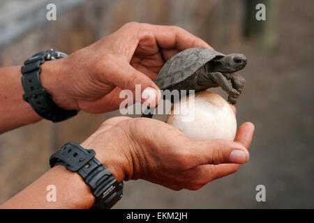 Baby-Galapagos-Riesenschildkröten und Ei Charles Darwin Research Station, Puerto Ayora, Santa Cruz Island, Galapagos-Inseln Stockfoto