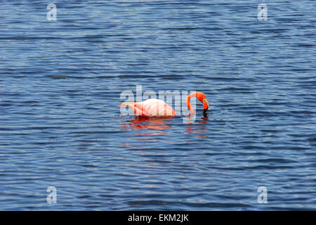 Rosaflamingo (Phoenicopterus Roseus), Isabela Island, Galapagos, Ecuador, Südamerika Stockfoto