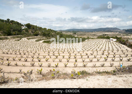 Einen terrassierten Weinberg in Moriara Spanien im Frühjahr in der Region Alicante Wein Stockfoto