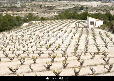 Einen terrassierten Weinberg in Moriara Spanien im Frühjahr in der Region Alicante Wein Stockfoto