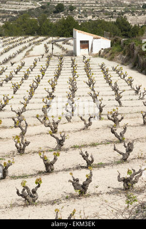 Einen terrassierten Weinberg in Moriara Spanien im Frühjahr in der Region Alicante Wein Stockfoto