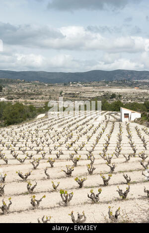 Einen terrassierten Weinberg in Moriara Spanien im Frühjahr in der Region Alicante Wein Stockfoto