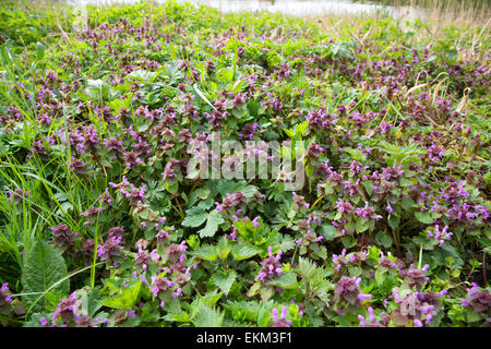 Red Dead-Nessel (Lamium Purpureum) Stockfoto