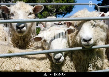 Schafe hinter Zaun, Glenburn, Wairarapa, Nordinsel, Neuseeland Stockfoto