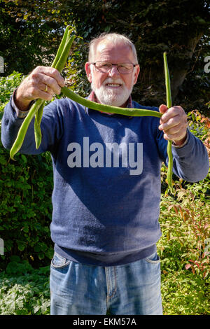Älterer Mann mit sehr langen Stangenbohnen angebaut im Garten der 70er Jahre. Hausgarten, Gloucestershire, England UK Stockfoto