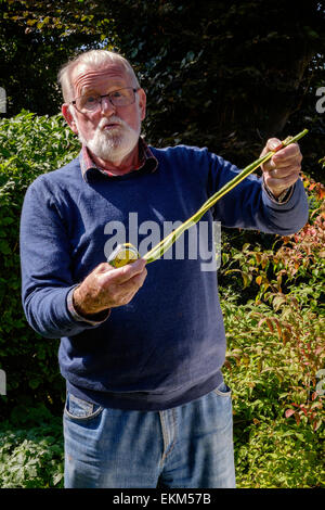 Älterer Mann mit sehr langen Stangenbohnen angebaut im Garten der 70er Jahre. Hausgarten, Gloucestershire, England UK Stockfoto