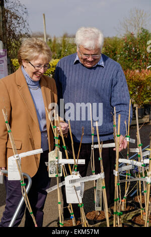 Älteres Ehepaar in 70er Jahren betrachten Pflanzen im Gartencenter im Frühjahr. Wales UK Stockfoto